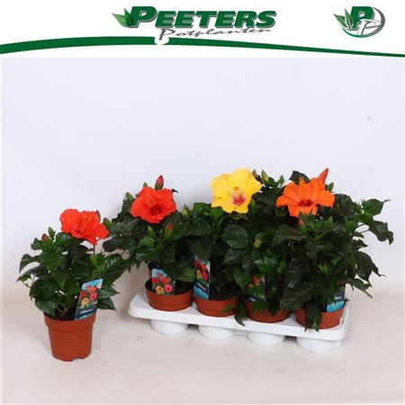 Pl Hibiscus Sunny Mix