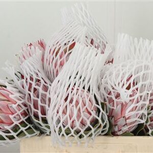 Protea Cynaroides rezaný kvet