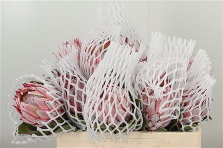 Protea Cynaroides rezaný kvet