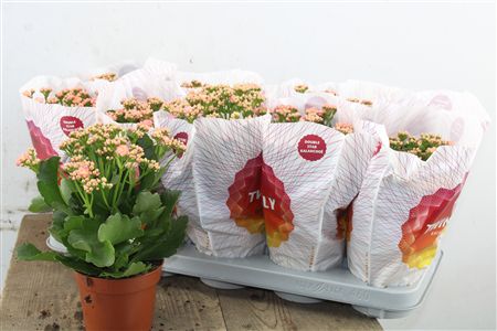 Pl Kalanchoe Double Pink Perfecta