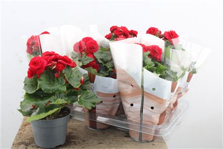 Pl Begonia Baladin