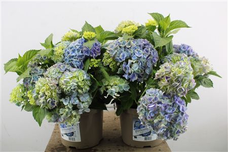 Pl Hydrangea Blue 12+
