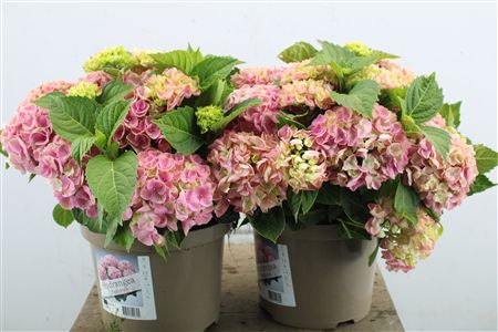 Pl Hydrangea Pink 12+