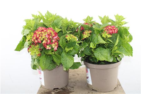 Pl Hydrangea Red 12+