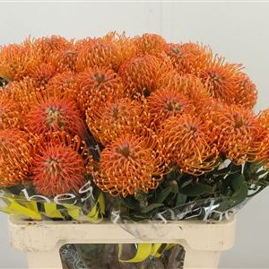 Leucadendron Ayoba Pink rezaný kvet