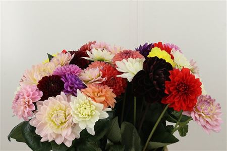 Dalia Yvonne Geerling – čerstvý rezaný kvet, dĺžka: 50 cm, pôvod: NL
