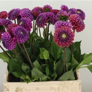 Dalia Caitlins Joy – čerstvý rezaný kvet, dĺžka: 65 cm, pôvod: NL