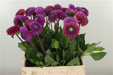 Dalia Caitlins Joy – čerstvý rezaný kvet, dĺžka: 65 cm, pôvod: NL