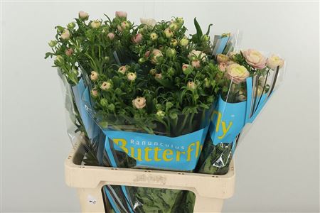 Ran Butterfly Hera Pink – čerstvý rezaný kvet, dĺžka: 60 cm, pôvod: KE