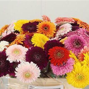 Gerbera Mini Pomp Floyd