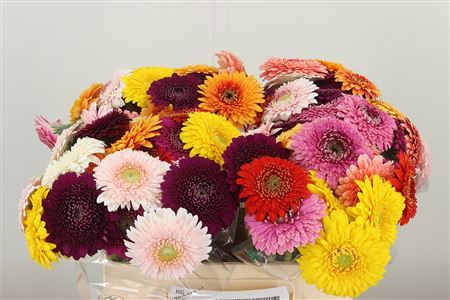 Gerbera Mini Pomp Floyd