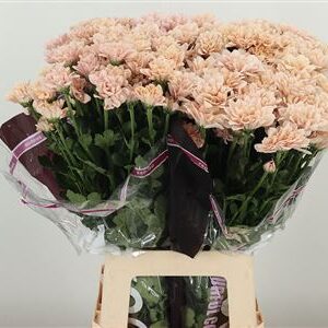 Chr T Babe – čerstvý rezaný kvet, dĺžka: 70 cm, pôvod: NL