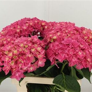 Hydr M Royal Kiss Pink – čerstvý rezaný kvet, dĺžka: 60 cm, pôvod: NL