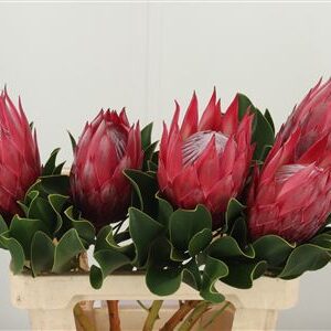 Protea Cynaroides rezaný kvet