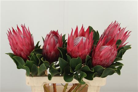 Protea Cynaroides rezaný kvet