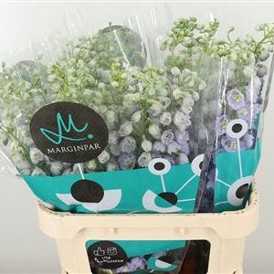 Delphinium El Triton Lavender Double - rezaný kvet, 100 cm, levanduľová farba