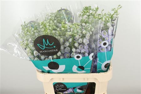 Delphinium El Triton Lavender Double - rezaný kvet, 100 cm, levanduľová farba