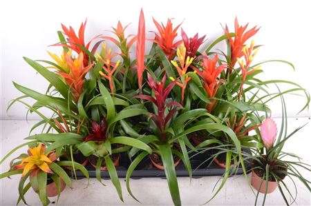 Pl Bromelia Mix