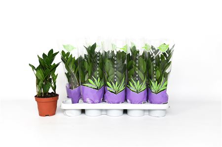 Pl Zamioculcas Zamiifolia 4+