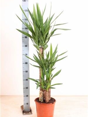 Pl Yucca
