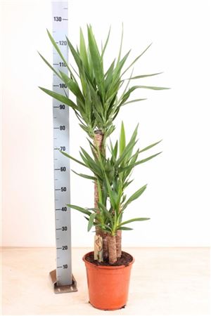 Pl Yucca