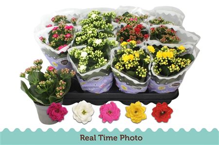 Pl Kalanchoe Double Mix