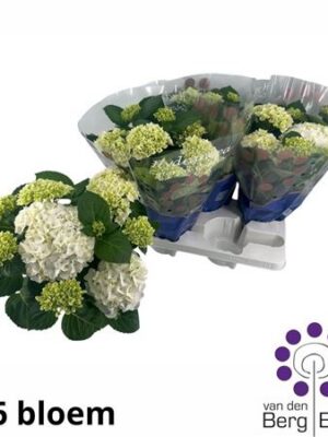 Pl Hydrangea White Sun 5+
