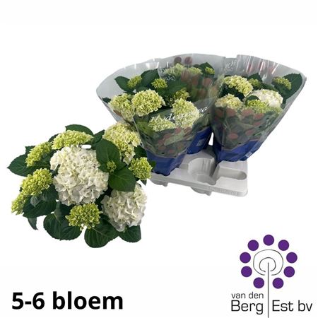 Pl Hydrangea White Sun 5+