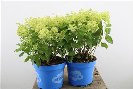 Pl Hydrangea Paniculata Fluffa 15+