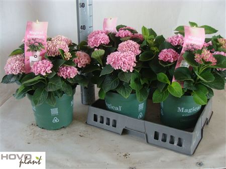 Pl Hydrangea Magical Revolution Pink 7+