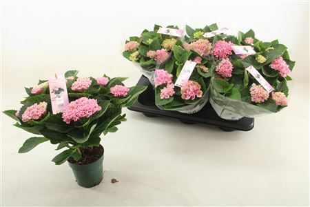 Pl Hydrangea Magical Revolution Pink 5+