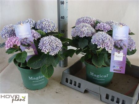 Pl Hydrangea Magical Revolution Blue 7+