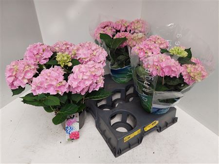 Pl Hydrangea Ankong Pink 5+