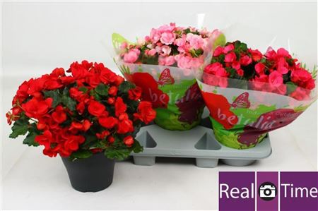 Pl Begonia Betulia Mix