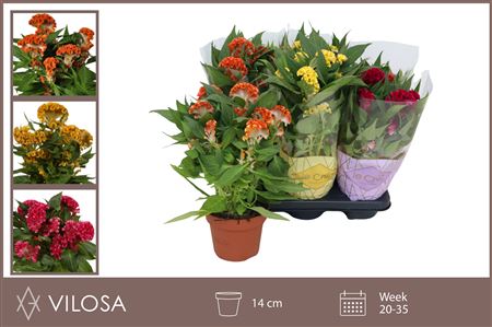 Pl Celosia Twister Mix