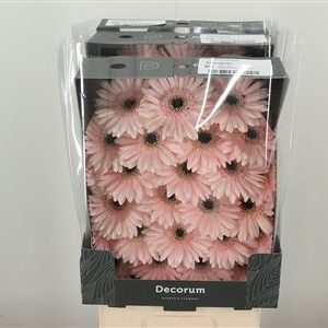 Gerbera Ge Mi @ Macaron s jemnými pastelovými okvetnými lístkami