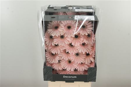 Gerbera Ge Mi @ Macaron s jemnými pastelovými okvetnými lístkami