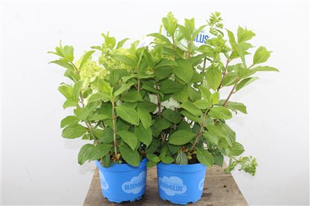 Pl Hydrangea Bloomulus Fluffa 8+
