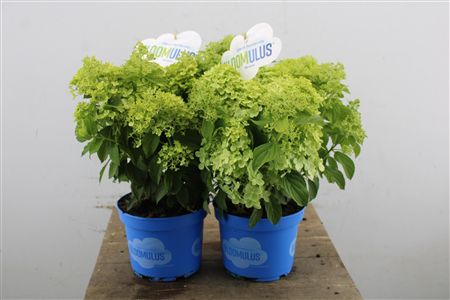 Pl Hydrangea Bloomulus Stratus 8+