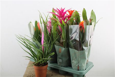 Pl Bromelia Happy Mix