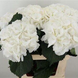 Hydr M Schneeball White – čerstvý rezaný kvet, dĺžka: 80 cm, pôvod: NL