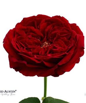 Ruža David Austin Tess - čerstvý rezaný kvet, dĺžka: 50 cm
