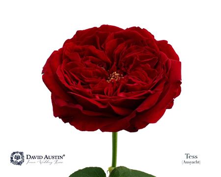 Ruža David Austin Tess - čerstvý rezaný kvet, dĺžka: 50 cm