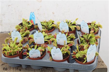 Pl Dionaea Muscipula