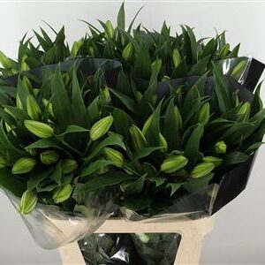 Or. Double Roselily Angela White 80 cm