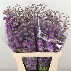 Delphinium El Amor Dutch Beauty – čerstvý rezaný kvet, dĺžka: 80 cm, pôvod: NL
