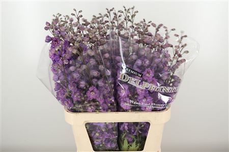 Delphinium El Amor Dutch Beauty – čerstvý rezaný kvet, dĺžka: 80 cm, pôvod: NL