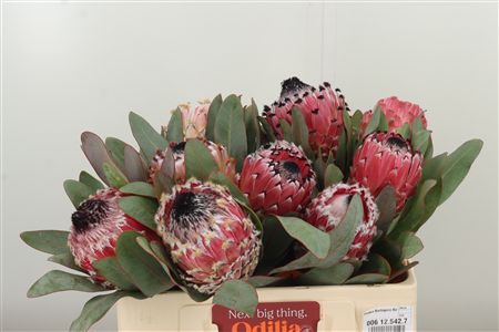 Protea Barbigera rezaný kvet