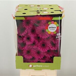 Ge Mi @ Anna – čerstvý rezaný kvet, dĺžka: 50 cm, pôvod: NL