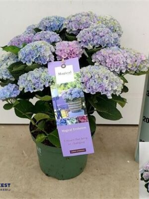 Pl Hydrangea Magical Revolution Blue 12+